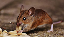 24 Hour & Emergency Exterminators in Bolivar, OH